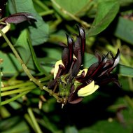 Schwarze Korallenbohne (Kennedia nigricans)