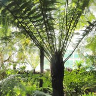 Wheki Ponga Baumfarn (Dicksonia fibrosa)