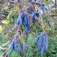 Gurkenstrauch (Decaisnea fargesii)