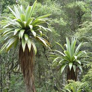 Bergpalme (Cordyline indivisa)
