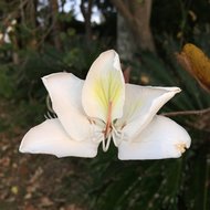 Wei&szlig;er Orchideenbaum (Bauhinia variegata &#039;candida&#039;)