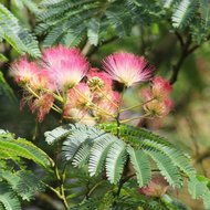 Persischer Schlafbaum (Albizia julibrissin &#039;E.H. Wilson&#039;)
