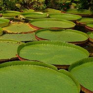 Victoria-Seerose (Victoria amazonica)
