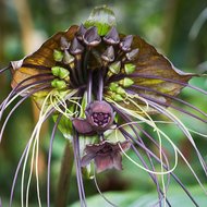 Fledermausblume (Tacca chantrieri)