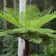 Australischer Baumfarn (Cyathea cooperi)