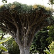 Drachenblutbaum (Dracaena draco)