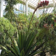 Riesenspeerblume (Doryanthes palmeri)