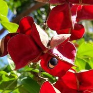 Schwarzer Perlenbaum (Majidea zanguebarica)