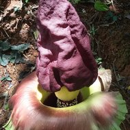 Elefantenknolle (Amorphophallus paeoniifolius)