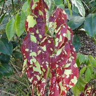 Cruz Caspi (Browneopsis ucayalina)