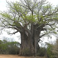 Afrikanischer Affenbrotbaum (Adansonia digitata)