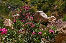 Oleander (Nerium oleander)