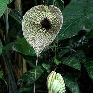 Pelik&auml;nblume (Aristolochia grandiflora)