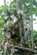 Pelik&auml;nblume (Aristolochia grandiflora)