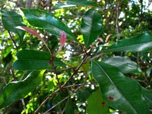 Gew&uuml;rznelke (Syzygium aromaticum)