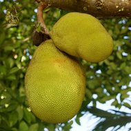 Jackfrucht (Artocarpus heterophyllus)