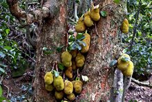 Jackfrucht (Artocarpus heterophyllus)