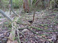 K&ouml;nigin der Nacht (Selenicereus grandiflorus)