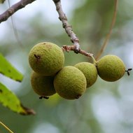 Schwarze Walnuss (Juglans nigra)