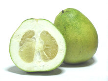 Pampelmuse (Citrus maxima)