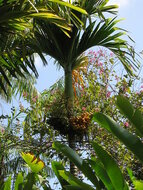 Betelpalme (Areca catechu)
