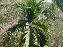 Betelpalme (Areca catechu)