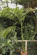 Betelpalme (Areca catechu)