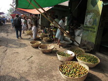 Betelpalme (Areca catechu)