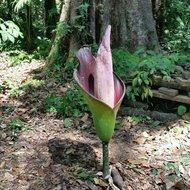 Hewitts Aronstab (Amorphophallus hewittii)