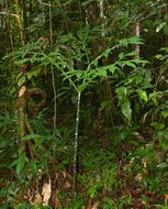 Hewitts Aronstab (Amorphophallus hewittii)