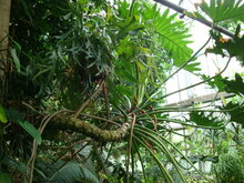Baum-Philodendron (Thaumatophyllum bipinnatifidum)
