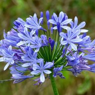 Afrikanische Lilie (Agapanthus praecox)