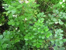 Elefantenapfel (Limonia acidissima)