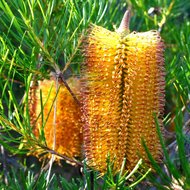 Haarnadel-Banksia (Banksia spinulosa)