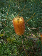 Haarnadel-Banksia (Banksia spinulosa)