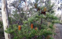 Haarnadel-Banksia (Banksia spinulosa)