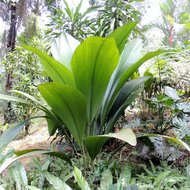 Joey-Palme (Johannesteijsmannia altifrons)