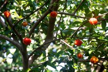 Surinamische Kirsche (Eugenia uniflora)