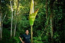 Aronstab (Amorphophallus gigas)