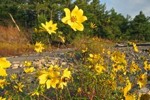 Porters Sonnenblume (Helianthus porteri)