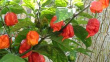 Carolina Reaper (Capsicum chinense &#039;Carolina Reaper&#039;)
