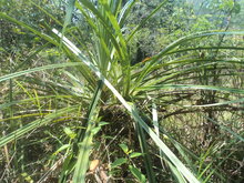 Benstonea (Benstonea thwaitesii)