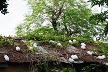 Wachsk&uuml;rbis (Benincasa hispida)