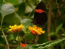 Wandelr&ouml;schen (Lantana camara)