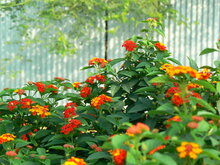 Wandelr&ouml;schen (Lantana camara)