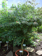 Wandelr&ouml;schen (Lantana camara)