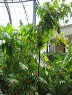 Ashoka (Saraca asoca)