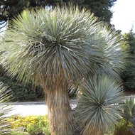Palmenlilie (Yucca rostrata)