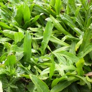 Mexikanischer Koriander (Eryngium foetidum)