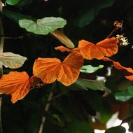 Goldblatt-Bauhinia (Phanera aureifolia)